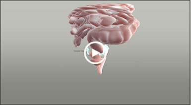 llustration of female reproductive system